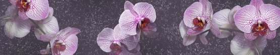 img489