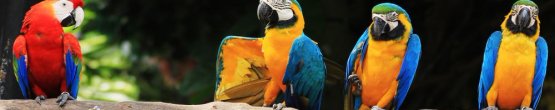img388
